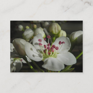 Carte photo d'ATC de fleur de poire de Bradford