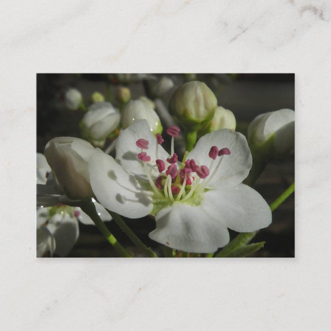 Carte photo d'ATC de fleur de poire de Bradford (Devant)