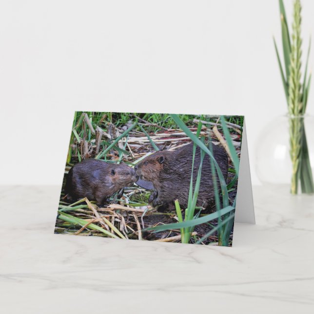 Carte Photo de baisers des castors (Devant)