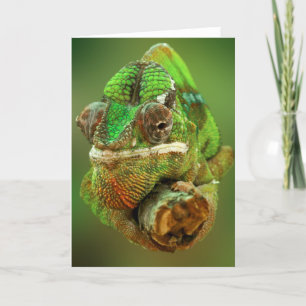 Carte Photo de Chameleon