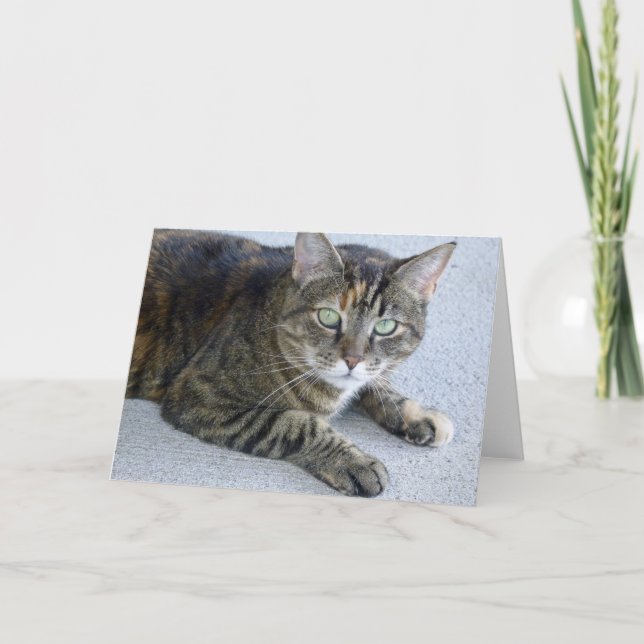 Carte Photo de chat Cute Tabby (Devant)