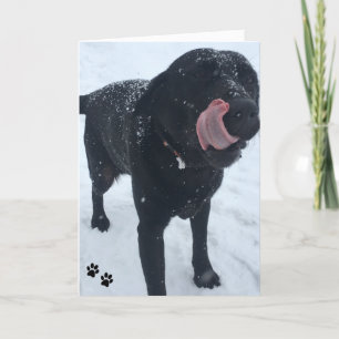 carte photo de chien