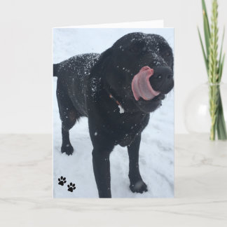 carte photo de chien