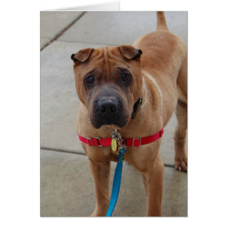Carte photo de chien - boomer