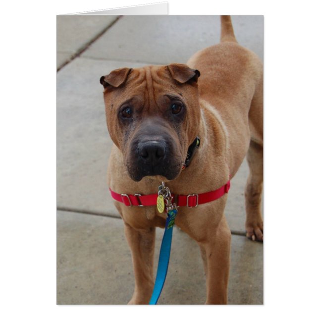 Carte photo de chien - boomer (Devant)