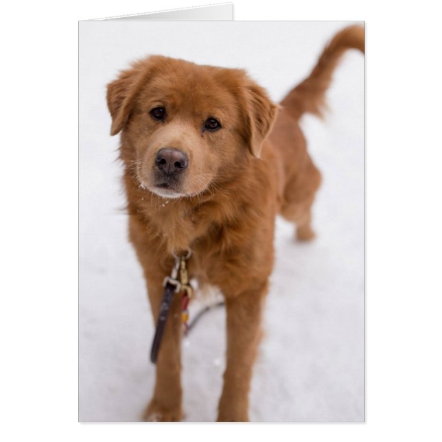 Carte photo de chien - Marley (Devant)