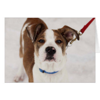 Carte photo de chien - Peyton