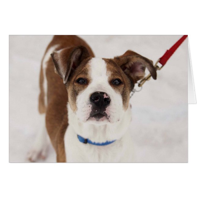 Carte photo de chien - Peyton (Devant horizontal)