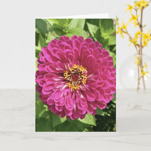 Carte Photo de fleur de Zinnia vive