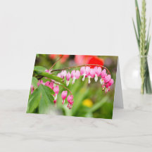 Photo de fleurs cardiaques saignantes