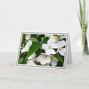 Carte Photo de Fleurs de cerisier blanc au feuillage ver