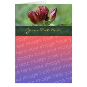 Carte photo de fleurs rouges Gentian