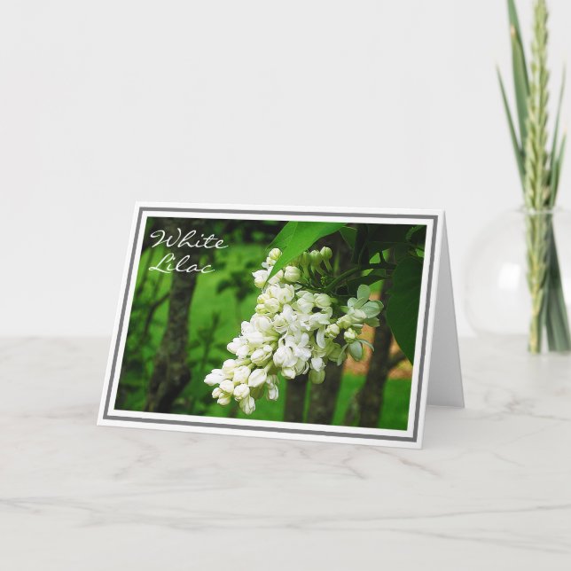Carte Photo de la grappe de fleurs Lilac blanches (Devant)