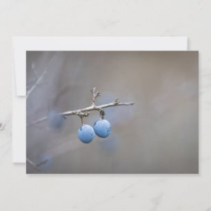 Carte photo de la nature de Blackthorn