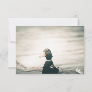 Carte photo de la nature de Canard
