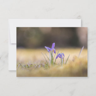 Carte photo de la nature de Crocus pourpres