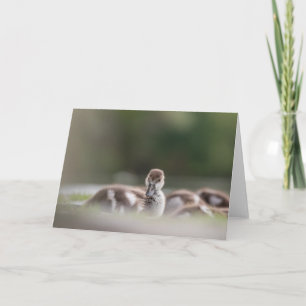 Carte Photo de la nature des oiseaux mignons