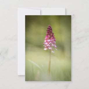 Carte Photo de la nature sauvage de l'orchidée