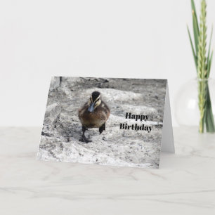 Carte Photo de Mallard Duckling Anniversaire
