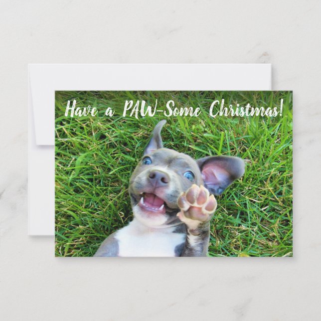 Carte photo de Noël des Chiens coquelicots (Devant)