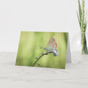 Carte Photo de papillon dans la nature
