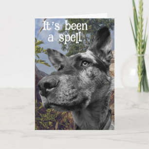 Carte Photo de tête de chien de troupeau drôle sur fond 
