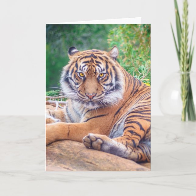 Carte Photo de tigre étonnante (Devant)