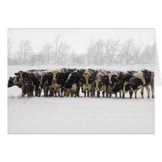 Carte photo de vaches