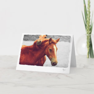 Carte Photo des chevaux