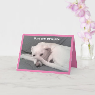 Carte Photo du chien triste se cachant derrière la queue