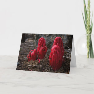 Carte Photo Fleur de neige horizontale