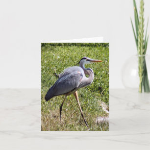 Carte photo Grand Héron Bleu avec note pliée