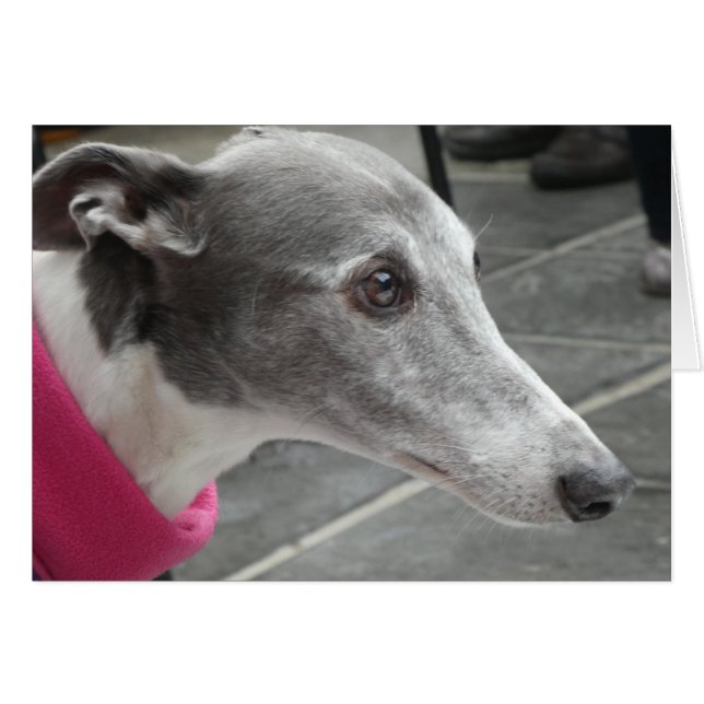 Carte photo Greyhound (Devant Horizontal)