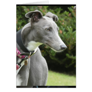Carte photo Greyhound