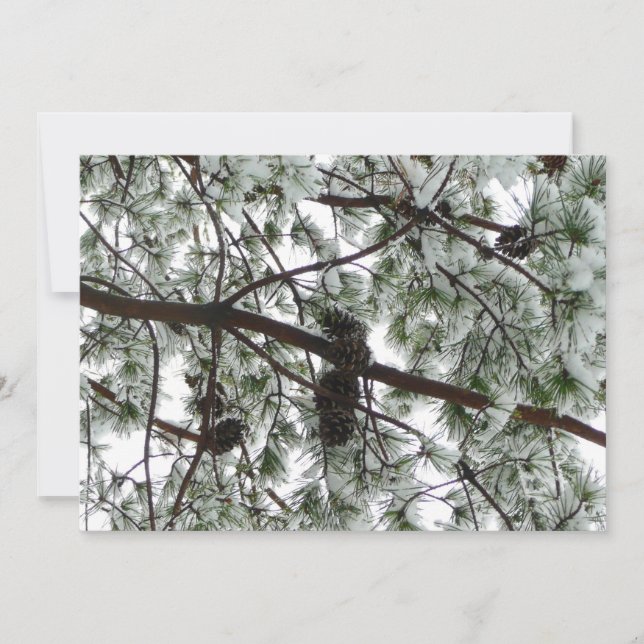 Carte Photo hivernale sous le pin couvert de neige (Devant)