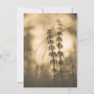 Carte photo Horsetail Sepia