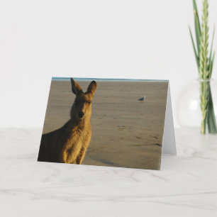 Carte photo Kangaroo