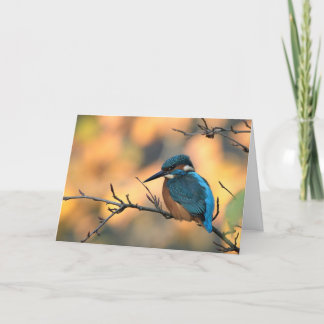 Carte Photo Kingfisher.