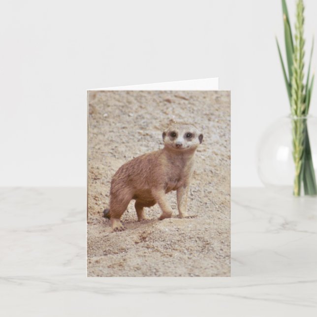 Carte photo Meerkat pliée (Devant)