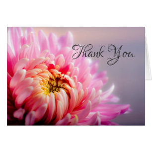 Carte photo Merci rose Chrysanthemum Macro