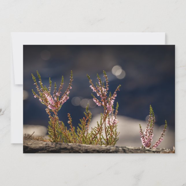 Carte photo naturel de Heather (Devant)