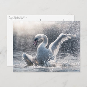 Carte photo naturel de Swan