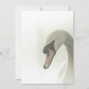 Carte photo naturel du cygne blanc
