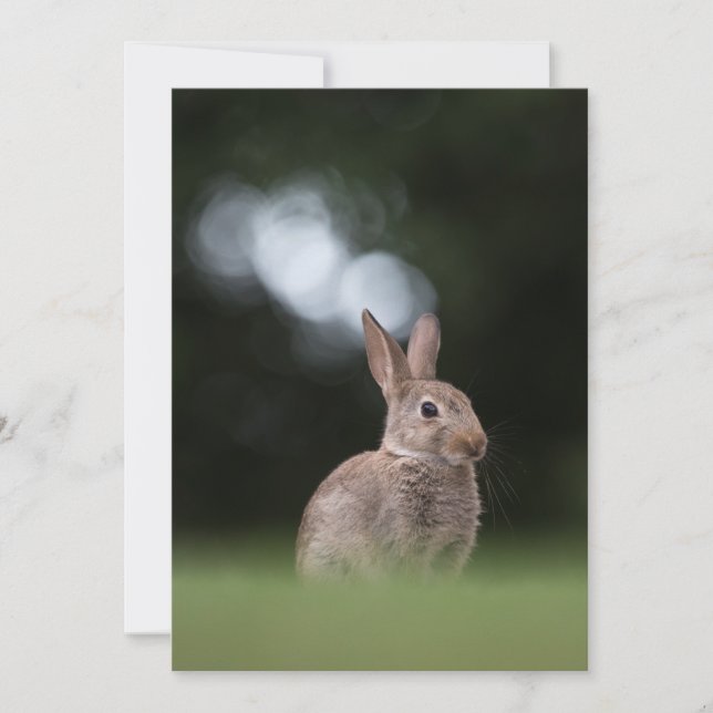 Carte photo naturel du lapin mignon (Devant)