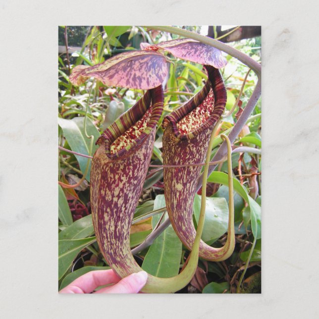 Carte photo Nepenthes rafflesiana (Devant)