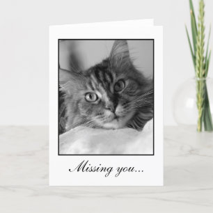 Carte Photo noire et blanche douce de chat tigré