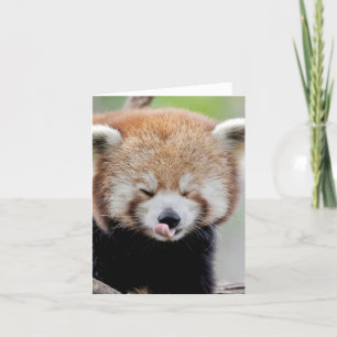 Carte Photo Panda rouge , animaux 0634.