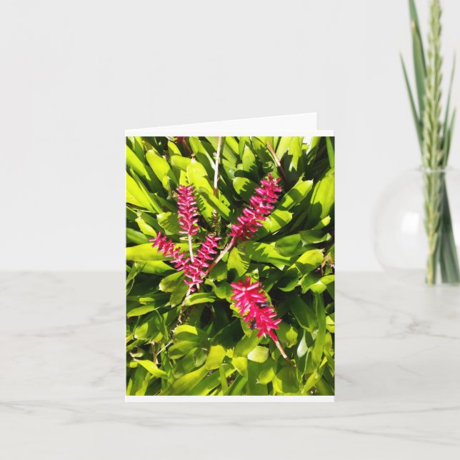 Carte photo pliée Aechmea Bromeliad (Devant)