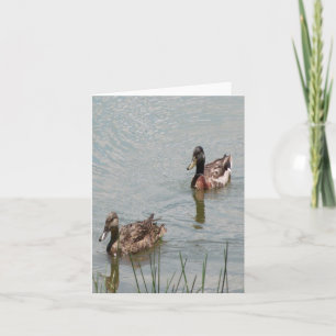 Carte photo pliée de Mallard Ducks