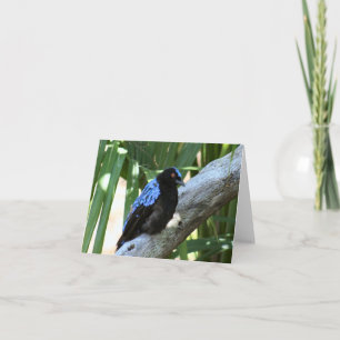 Carte photo pliée Fairy Bluebird